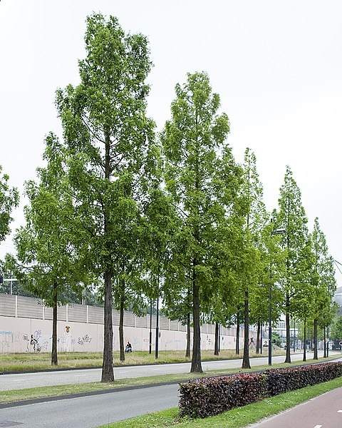 File:Metasequoia glyptostroboides Eindhoven 27 MG 3524.jpg