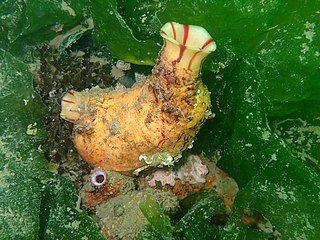 Pyuridae Family of sea squirts