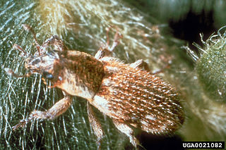 <i>Microlarinus lareynii</i> Species of beetle