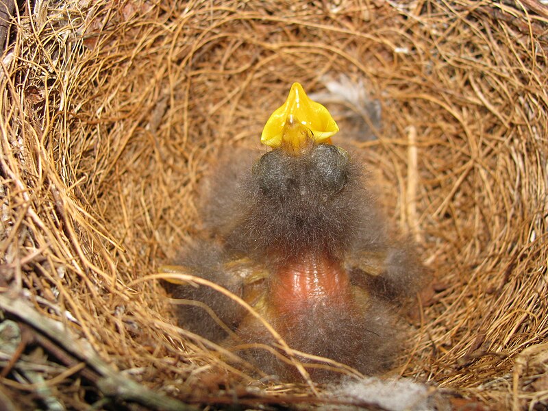 File:Mimus polyglottos two days old 02.jpg