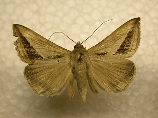 <i>Mocis dyndima</i> Species of moth
