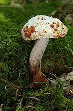 Miniatura para Boletus chrysenteron