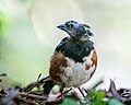 Thumbnail for File:Molting Spotted Towhee (53154196376).jpg