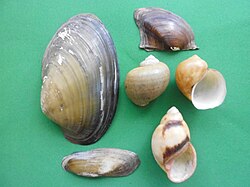 Shells of non marine molluscs from Venezuela. Bivalves: Anodontites trapesalis; Paxyodon syrmatophorus; Mycetopoda pittieri. Gastropods: Pomacea doliodes; Megalobulimus oblongus. Moluscos no marinos de Venezuela 2013 000.JPG