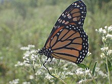 Monarch butterfly - Wikipedia