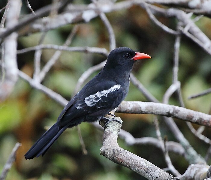 File:Monasa atra - Black nunbird.JPG