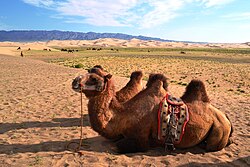 Mongolian Camel in Gobi desert.jpg