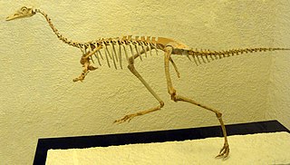 Alvarezsauridae family of long-legged dinosaurs (fossil)