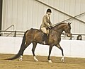 Poor quality photo, but another "not saddle seat" pic