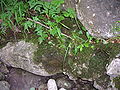 Mosses over limestone.jpg