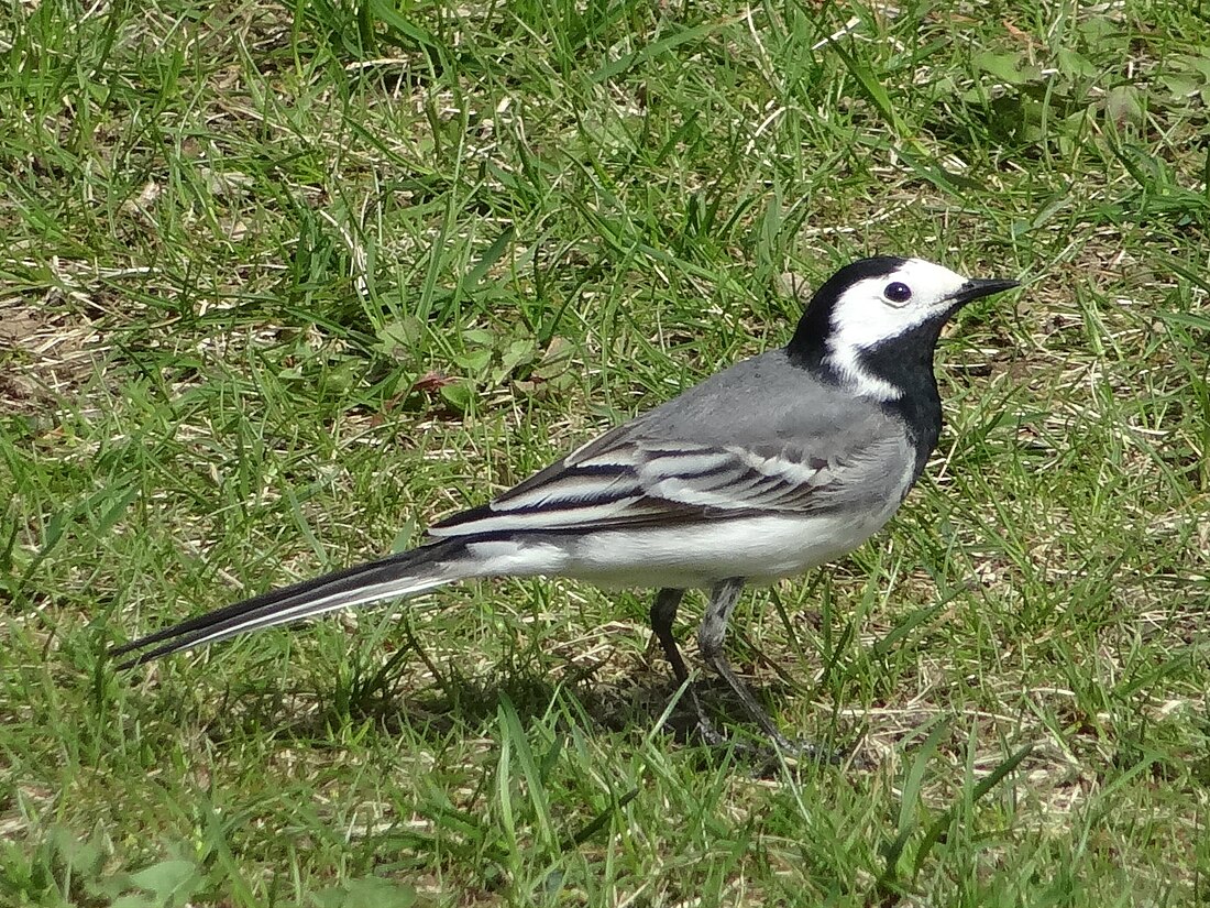 File:Motacilla alba in Hessen 01.jpg