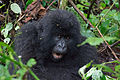 Virunga National Park