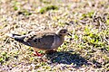 Mourning dove (32852044260).jpg