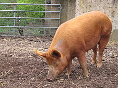 Mudchute boerderij varken side.jpg