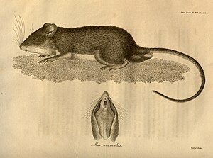 Trinidad Quarry Pocket Mouse (Heteromys anomalus) Illustration from the first description by John Vaughan Thompson, 1815