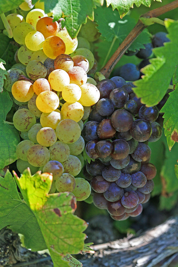 Muscat Blanc à Petits Grains and Muscat Noir showing the white and black-skinned color mutation of the variety