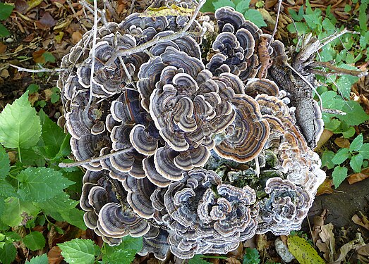 mushrooms on a cut log