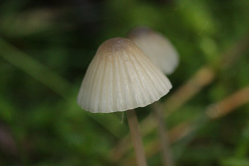 File:Mycena galopus - Milking Bonnet (37020567263).jpg