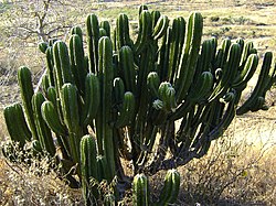 Myrtillocactus schenckii.jpg