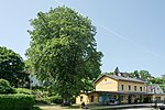 Horse chestnut at the local train station in Steyr