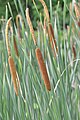 Typha angustifolia flower close up