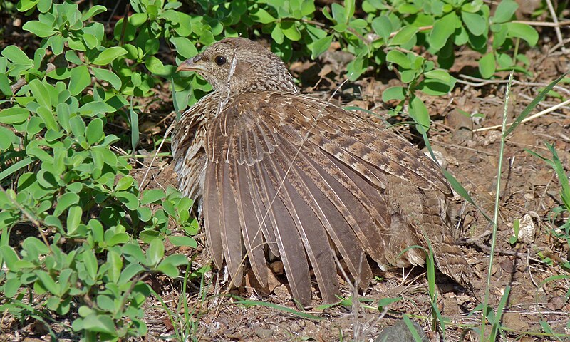 File:Natal Spurfowl (Pternistes natalensis) (6001862294).jpg