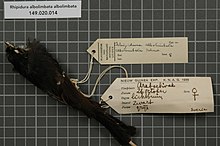 Центр биоразнообразия Naturalis - RMNH.AVES.18623 1 - Rhipidura albolimbata albolimbata Salvadori, 1874 - Monarchidae - образец кожи птицы.jpeg