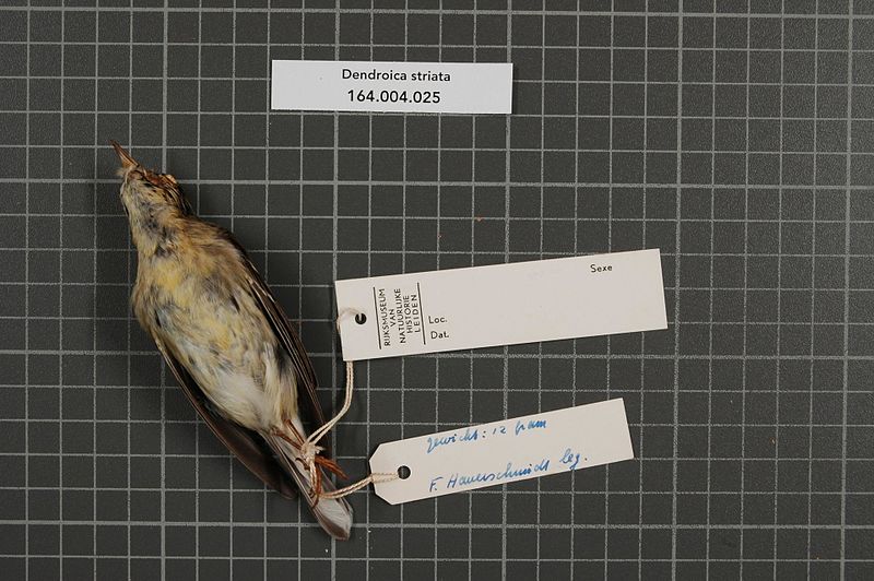 File:Naturalis Biodiversity Center - RMNH.AVES.36409 2 - Dendroica striata (Forster, 1772) - Parulidae - bird skin specimen.jpeg