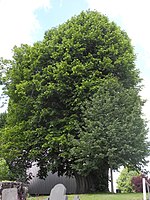 1 linden tree