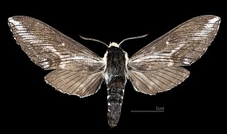 <i>Neogene dynaeus</i> Species of moth