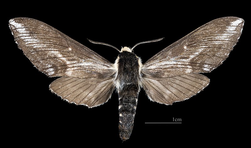 File:Neogene dynaeus MHNT CUT 2010 0 481 - Mocambinho, Jaiba, Minas Gerais Brazil - Male dorsal.jpg