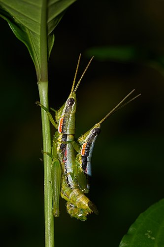 Спаривающаяся пара Neorthacris simulans