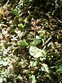 Neottia cordata, Zillertal