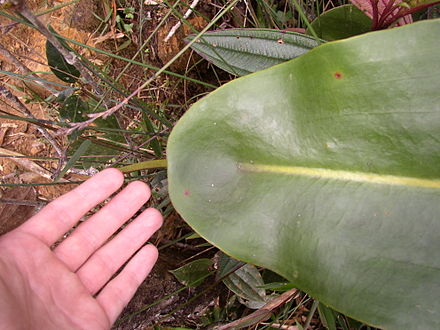 The characteristic peltate leaf attachment of N. rajah