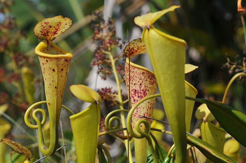 File:Nepenthes2.jpg