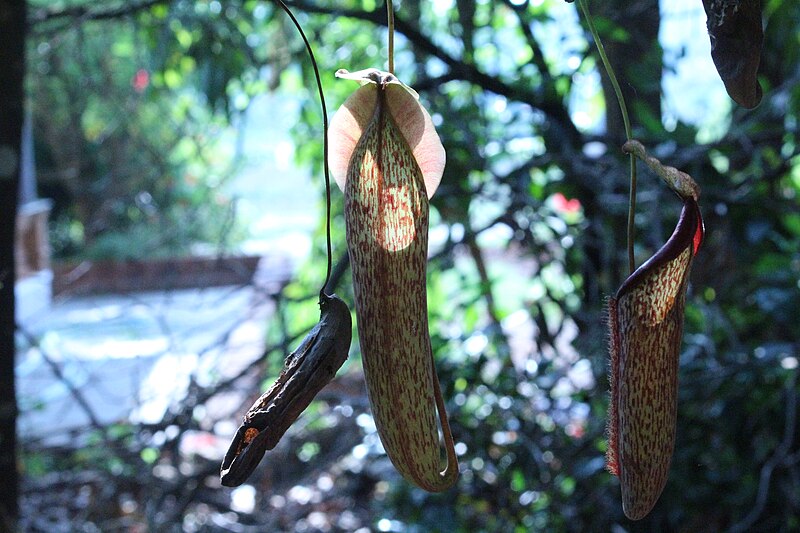 File:Nepenthes 'Miranda' (6).jpg