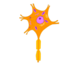 Neuron - Nerve Cell 05.png