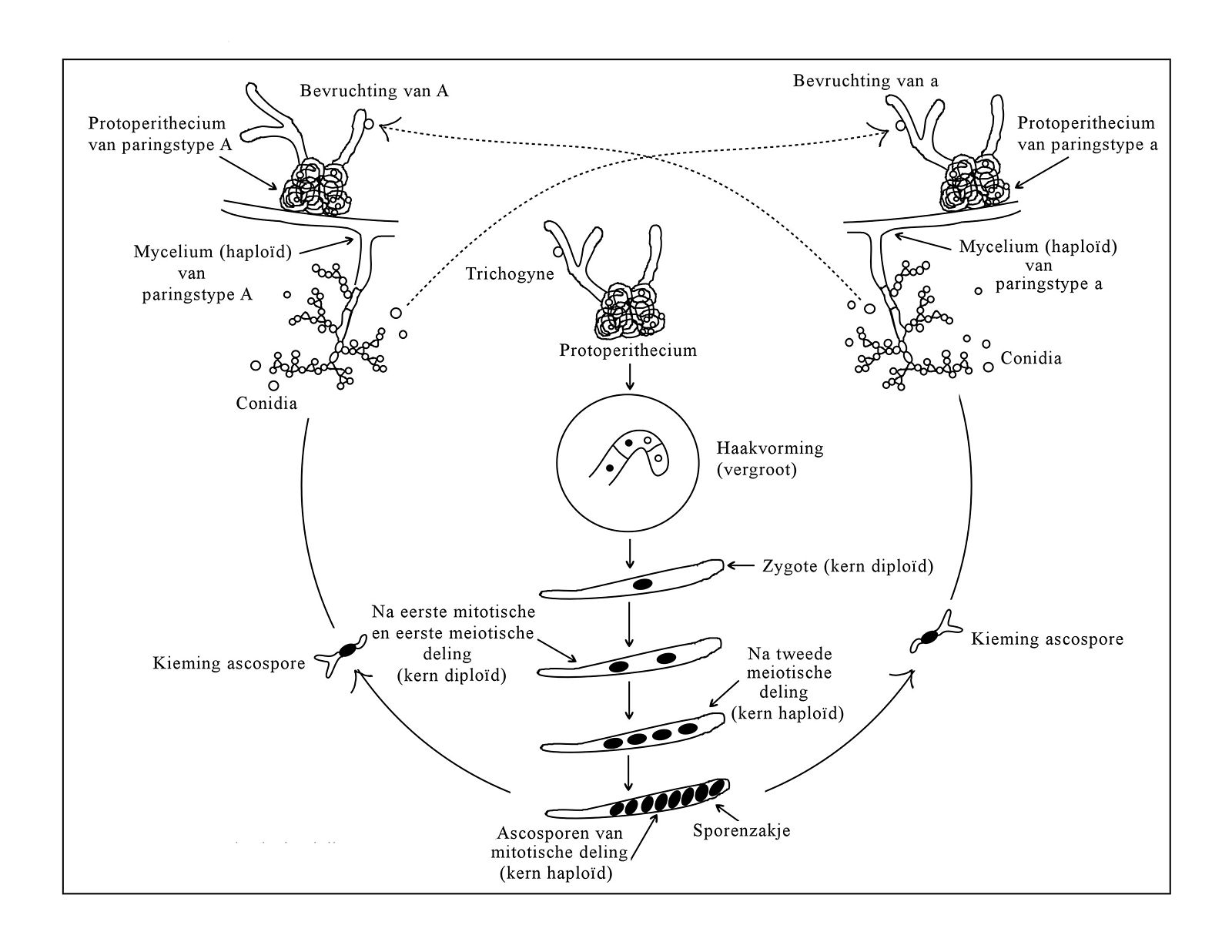 Levenscyclus van Neurospora crassa
