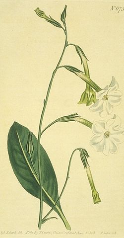 Nicotiana suaveolens (Edwards). 
 jpg