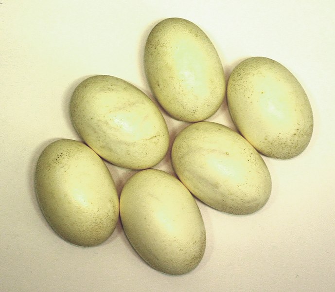 File:Nile crocodile eggs.jpg