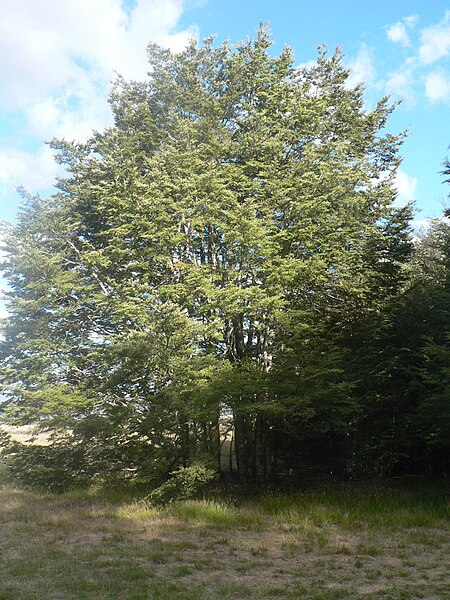 File:Nothofagus cliffortioides Solandri Adult.jpg