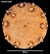 Test de Notocidaris gaussensis