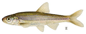 Notropis stramineus.jpg