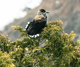 With Nucifraga caryocatactes; Mount Sanpoiwa, Japan