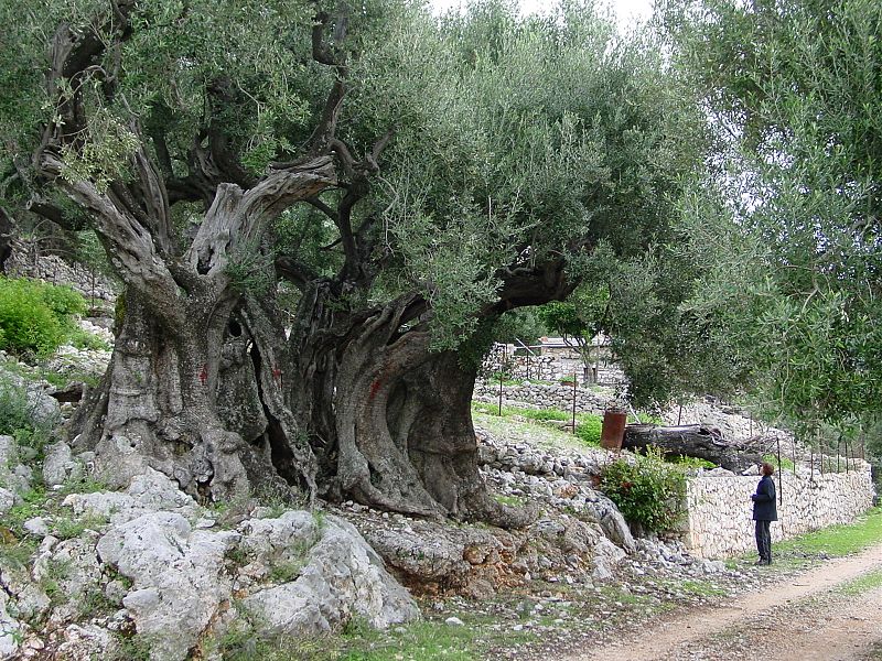 File:Olivetree 1500yrs.jpg