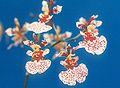 Oncidium "Wilbur Elizabeth"