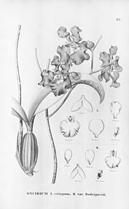 plate 67 Gomesa imperatoris-maximiliani (as syn. Oncidium crispum)