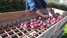 Soubor: Onion grading in the Center for Agroecology, Water and Resilience (CAWR), Coventry University.webm