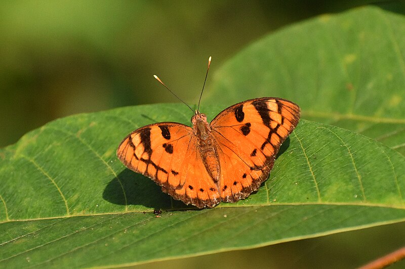 File:Open Wing Basking of Symphaedra nais (Forster, 1771) - Baronet WLB DSC 1860a.jpg