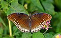 * Nomination Open wing position Nectaring of Hypolimnas bolina (Linnaeus, 1758) - Great Eggfly (Female) --Sandipoutsider 07:36, 30 April 2024 (UTC) * Promotion  Support Good quality. --Giles Laurent 00:22, 30 April 2024 (UTC)